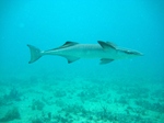 Beautiful Remora 